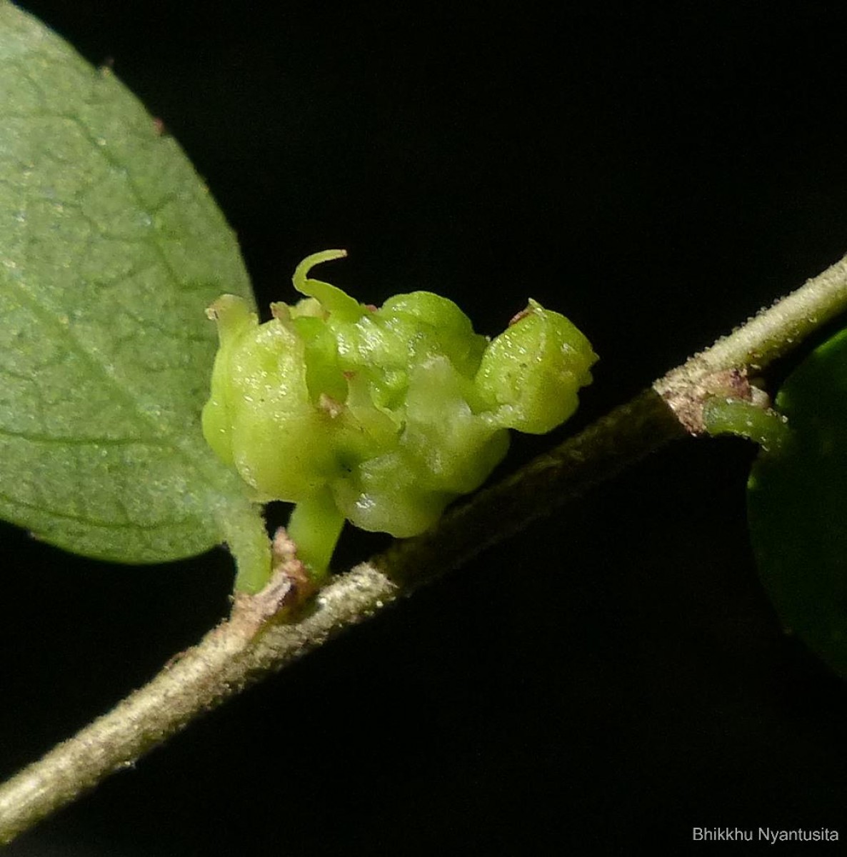 Rinorea decora (Trimen) Melch.